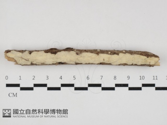 叉絲革菌屬藏品圖，第1張