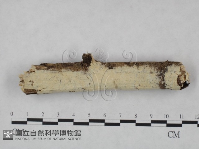 登錄號:F0007939藏品圖，第1張