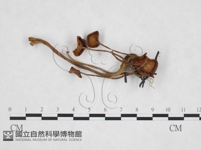 登錄號:F0025939藏品圖，第1張