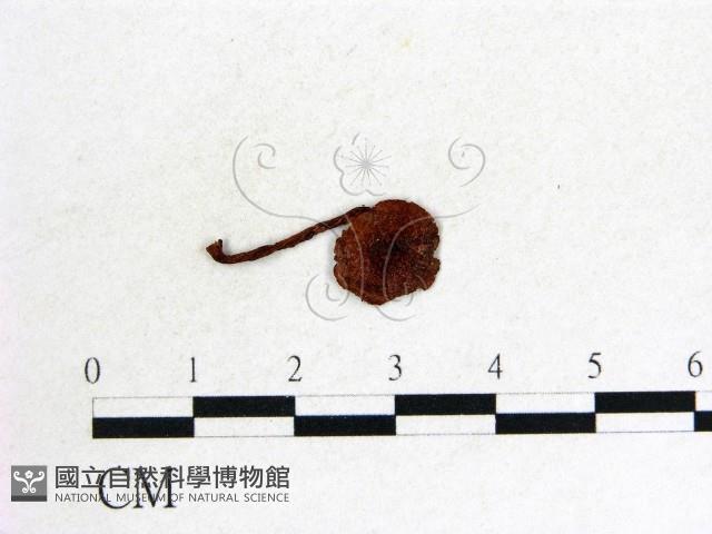 登錄號:F0015939藏品圖，第1張