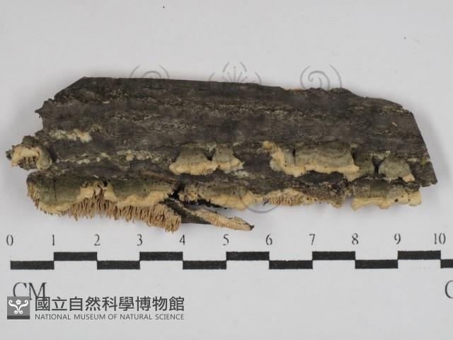 耙菌屬藏品圖，第1張