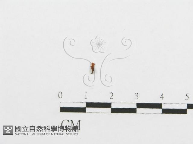 登錄號:F0009939藏品圖，第1張