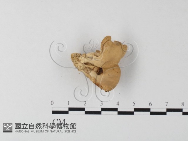 側耳屬藏品圖，第1張