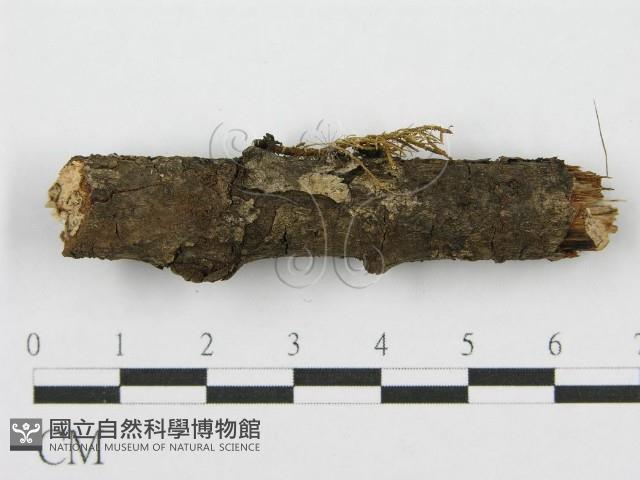 筍殼菌屬藏品圖，第1張