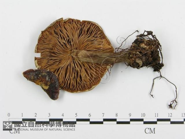 登錄號:F0013939藏品圖，第1張