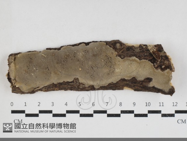 登錄號:F0033939藏品圖，第1張