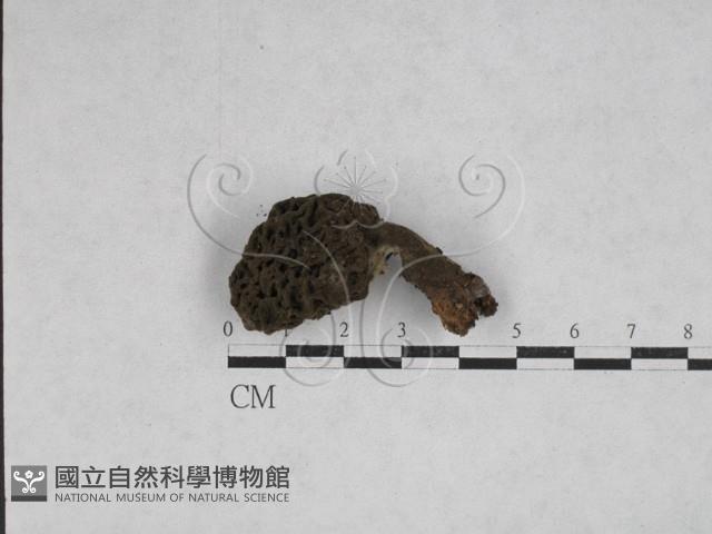 登錄號:F0028639藏品圖，第1張