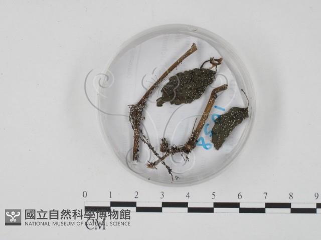 登錄號:F0018639藏品圖，第1張