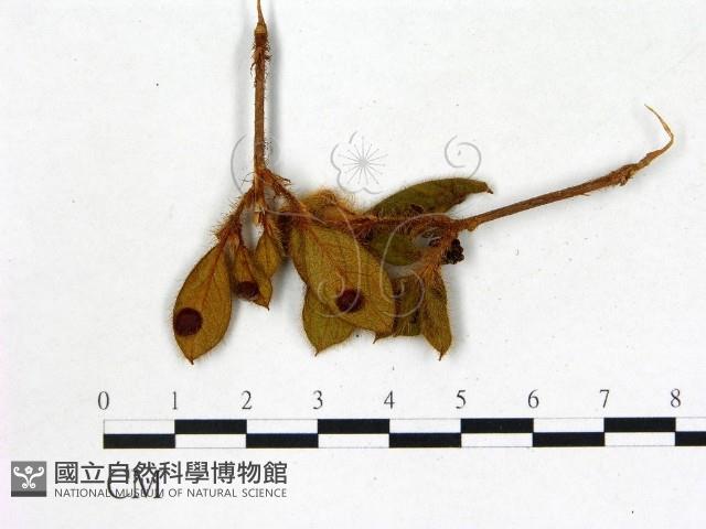 登錄號:F0020639藏品圖，第1張