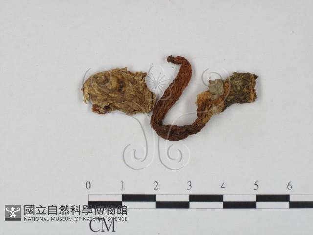 登錄號:F0000639藏品圖，第1張