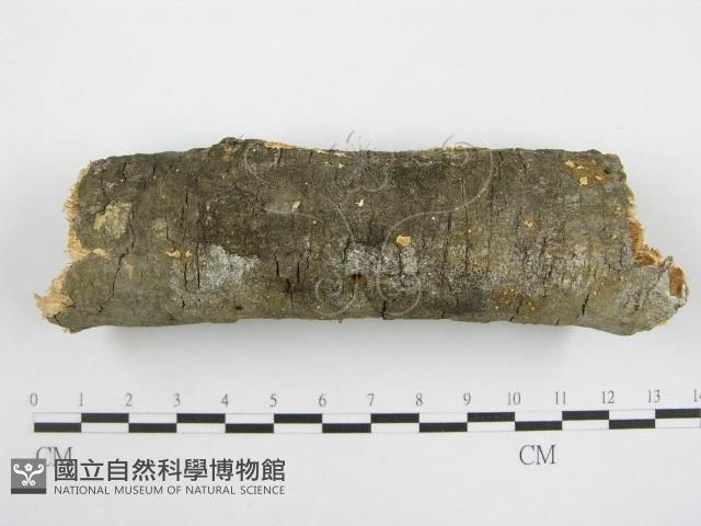 微皮傘屬藏品圖，第1張