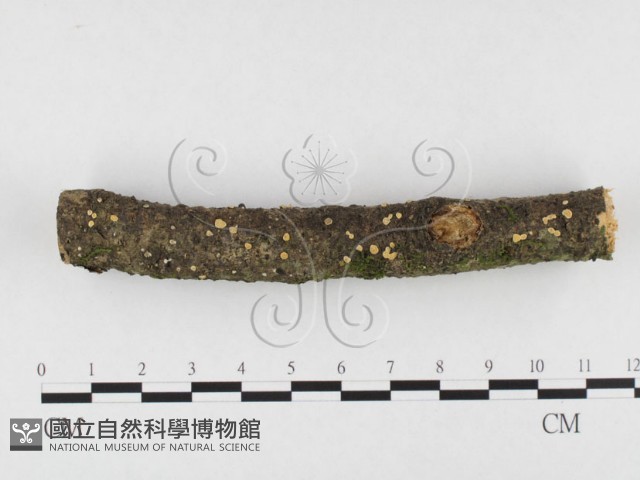 登錄號:F0026639藏品圖，第1張