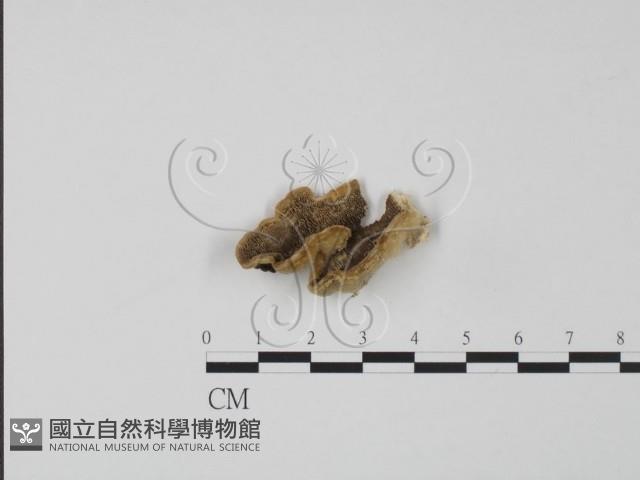 登錄號:F0006639藏品圖，第1張