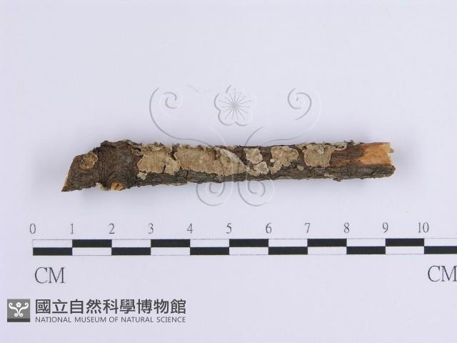 登錄號:F0001639藏品圖，第1張