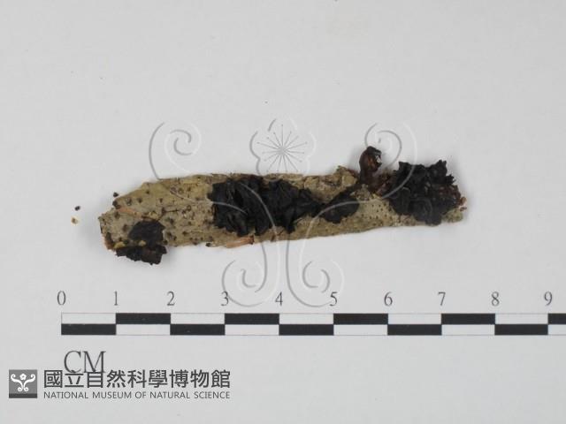 登錄號:F0011639藏品圖，第1張