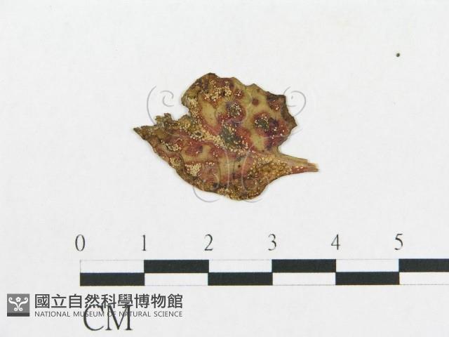 登錄號:F0004639藏品圖，第1張