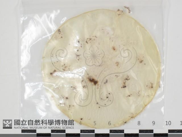 登錄號:F0034639藏品圖，第1張