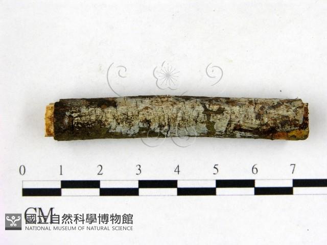 刺皮菌屬藏品圖，第1張