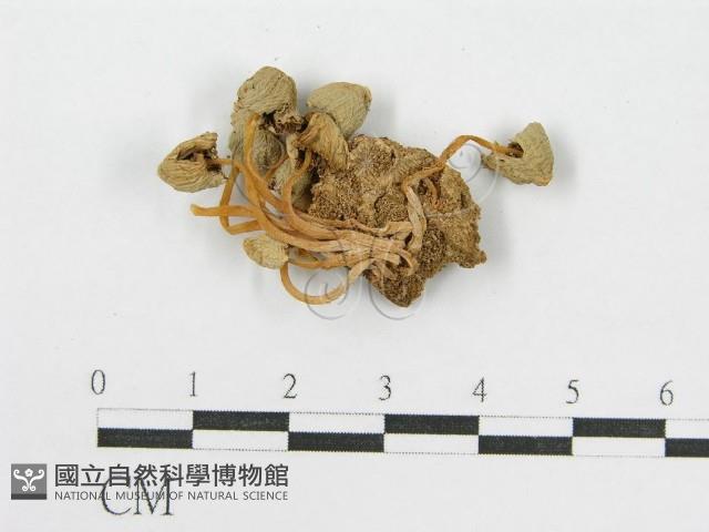 登錄號:F0012639藏品圖，第1張