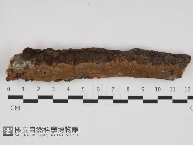 登錄號:F0032639藏品圖，第1張
