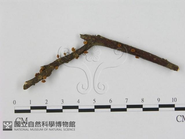 小皮傘屬藏品圖，第1張