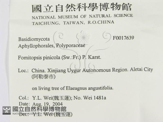 松生擬層孔菌藏品圖，第3張