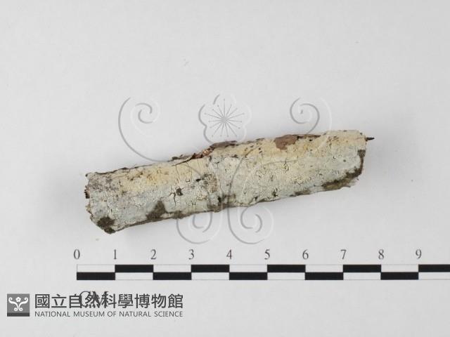 絲皮菌屬藏品圖，第1張