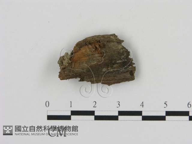 登錄號:F0005639藏品圖，第1張