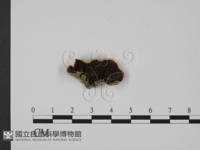 登錄號:F0009639藏品圖，第1張