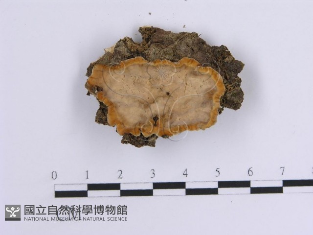韌革菌屬藏品圖，第1張