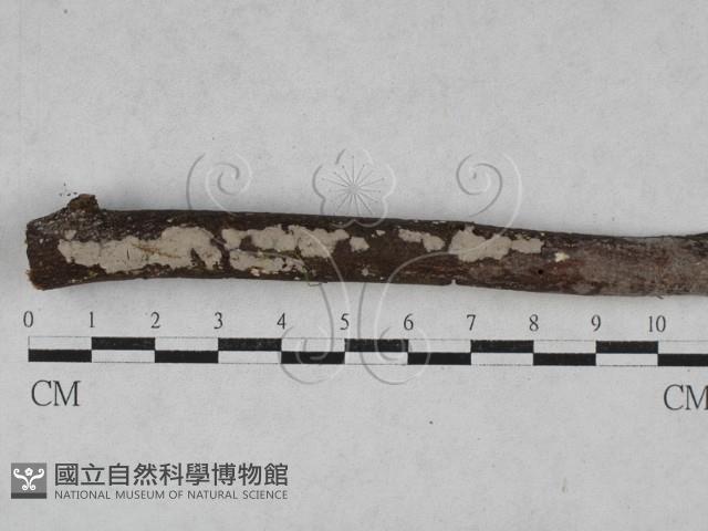 刺皮菌屬藏品圖，第1張