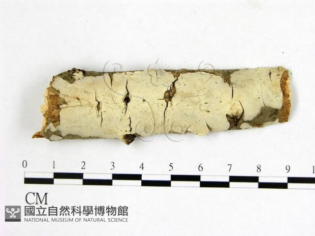 燈籠囊擬射脈菌藏品圖，第1張