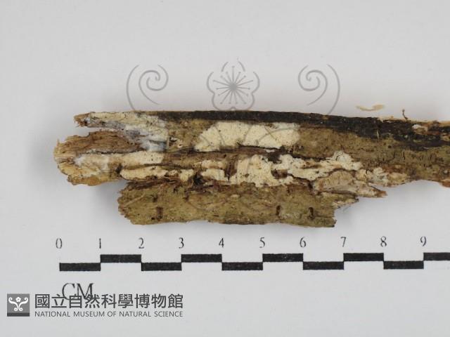 登錄號:F0030439藏品圖，第1張