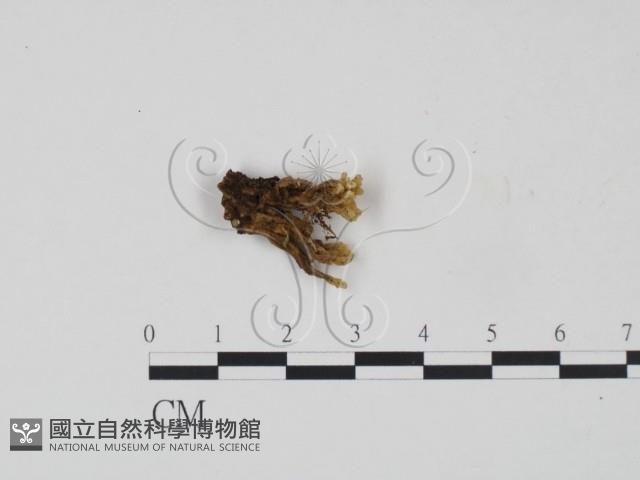 登錄號:F0016439藏品圖，第1張