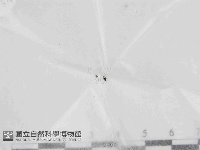 登錄號:F0021439藏品圖，第1張