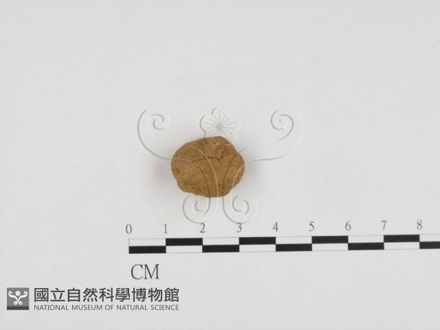 登錄號:F0024439藏品圖，第1張