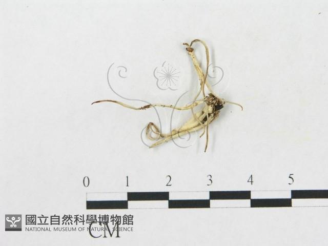 登錄號:F0004439藏品圖，第1張