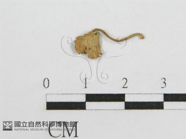 微皮傘屬藏品圖，第1張