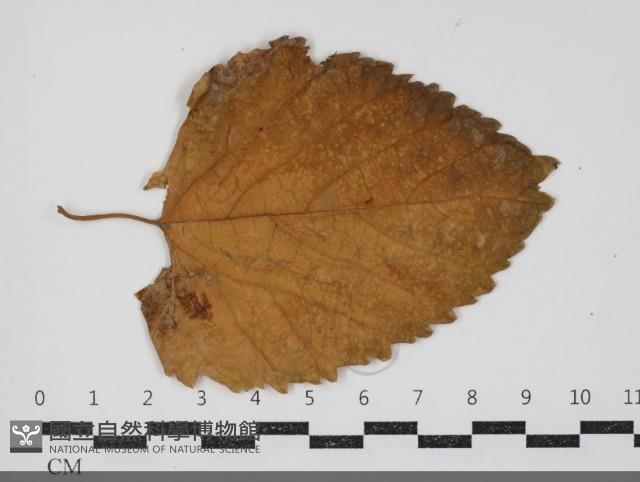 登錄號:F0034439藏品圖，第1張