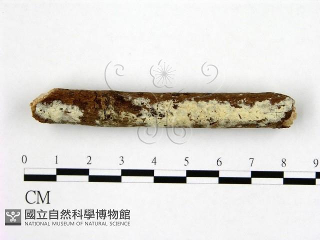 登錄號:F0022439藏品圖，第1張