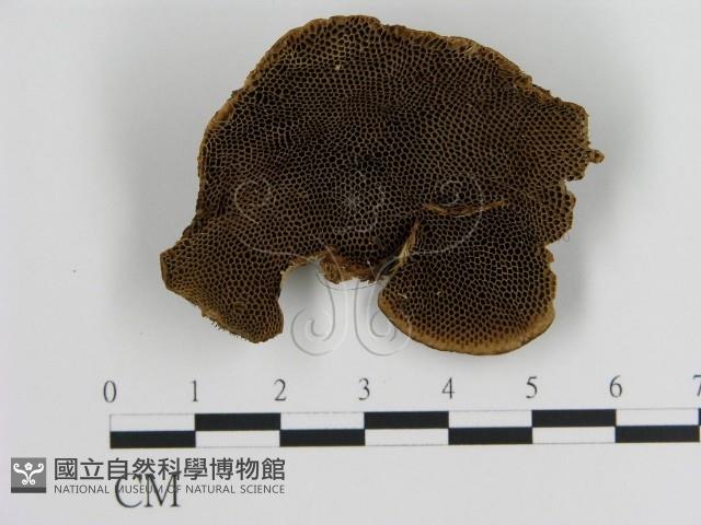 登錄號:F0012439藏品圖，第1張