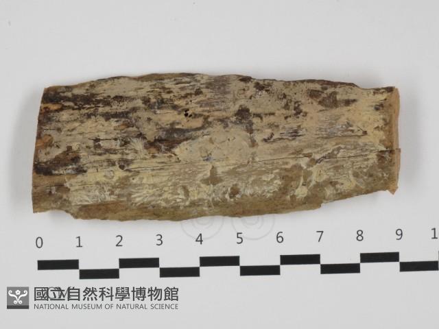 登錄號:F0032439藏品圖，第1張