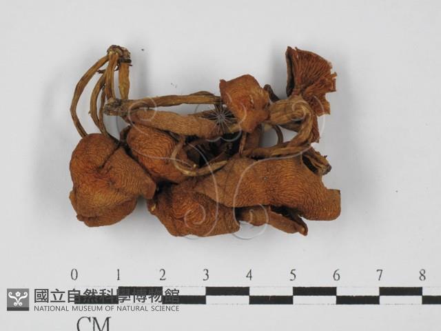 登錄號:F0027439藏品圖，第1張