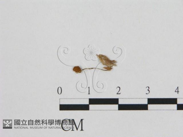 登錄號:F0007439藏品圖，第1張