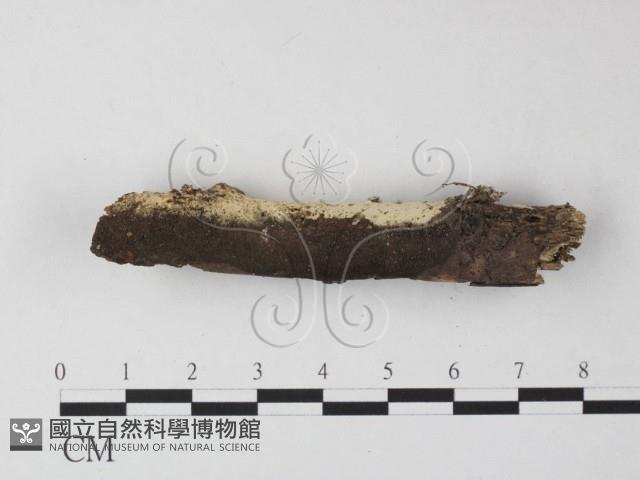 登錄號:F0025439藏品圖，第1張
