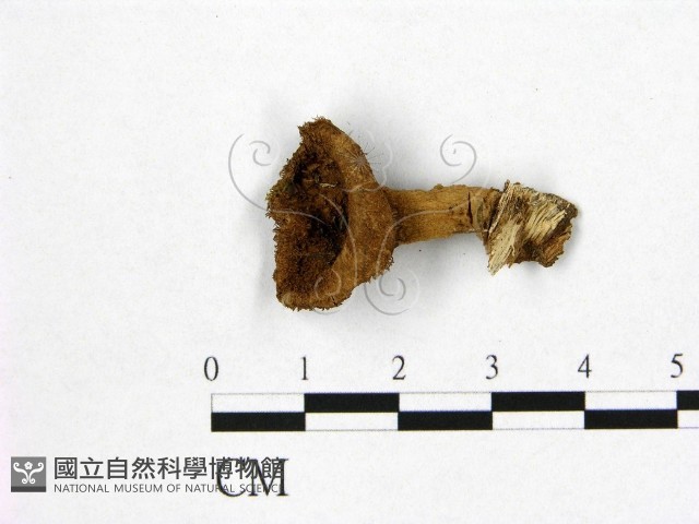 登錄號:F0005439藏品圖，第1張