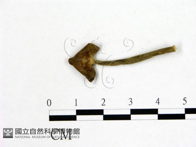 登錄號:F0015439藏品圖，第1張