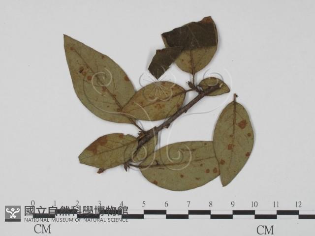 登錄號:F0019439藏品圖，第1張