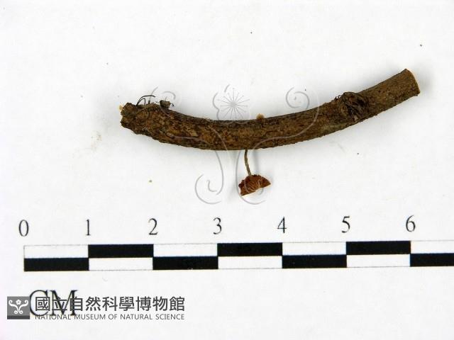 登錄號:F0023439藏品圖，第1張