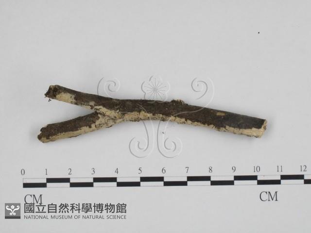 登錄號:F0013439藏品圖，第1張